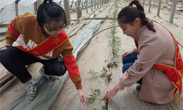 志愿.jpg
